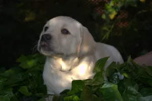 Zdjęcie №3. Szczenięta Labrador Retriever. Ukraina