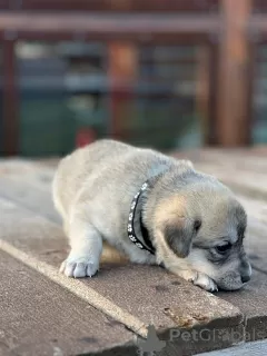 Dodatkowe zdjęcia: Szczenięta labradora (rasa mieszana)