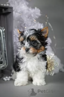 Zdjęcie №2 do zapowiedźy № 8677 na sprzedaż  yorkshire terrier biewer - wkupić się Ukraina hodowca