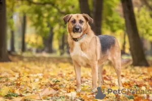 Dodatkowe zdjęcia: Bardzo mądra i wdzięczna sunia Gerda szuka rodziny!