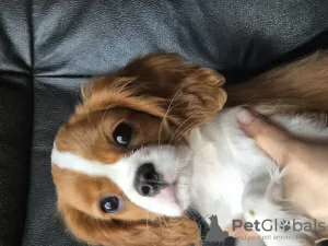 Zdjęcie №1. cavalier king charles spaniel - na sprzedaż w Stavanger | 7534zł | Zapowiedź №102615