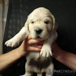 Dodatkowe zdjęcia: Szczenięta golden retrievera