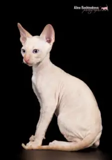 Zdjęcie №4. Sprzedam kot cornish rex w Odintsovo. prywatne ogłoszenie - cena - 1815zł