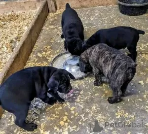 Zdjęcie №4. Sprzedam cane corso w Дрезден.  - cena - 2153zł