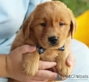 Zdjęcie №1. golden retriever - na sprzedaż w Miami Beach | 872zł | Zapowiedź №64454