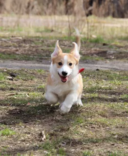 Dodatkowe zdjęcia: Dziewczyna Welsh Corgi Pembroke