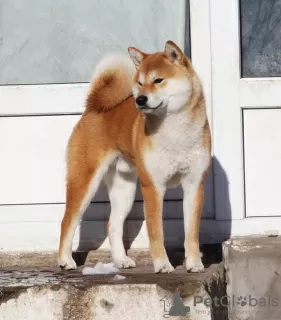 Dodatkowe zdjęcia: Suczka shiba-inu z dokumentami FCI