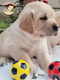 Dodatkowe zdjęcia: Labrador retriever szczenięta