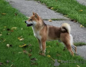 Dodatkowe zdjęcia: TOP szczenięta Shiba Inu