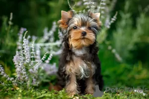 Zdjęcie №2 do zapowiedźy № 58416 na sprzedaż  yorkshire terrier - wkupić się Federacja Rosyjska od żłobka