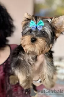 Zdjęcie №4. Sprzedam yorkshire terrier w Гамбург. prywatne ogłoszenie - cena - negocjowane