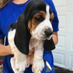 Zdjęcie №2 do zapowiedźy № 130441 na sprzedaż  basset hound - wkupić się Niemcy 