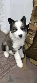 Dodatkowe zdjęcia: Sprzedam szczenięta Siberian Husky