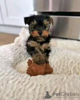 Zdjęcie №1. yorkshire terrier - na sprzedaż w Skövde | 1591zł | Zapowiedź №125804