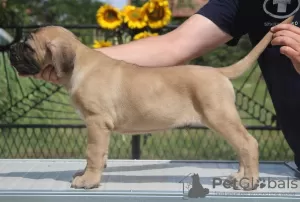 Dodatkowe zdjęcia: Szczenięta Cane Corso