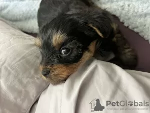 Dodatkowe zdjęcia: szczeniak yorkshire terrier