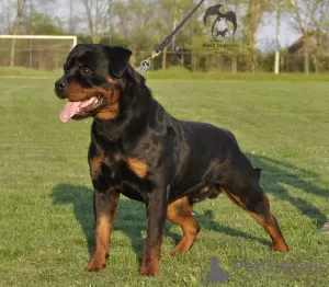 Zdjęcie №2 do zapowiedźy № 95989 na sprzedaż  rottweiler - wkupić się Serbia 