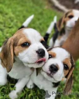 Dodatkowe zdjęcia: Szczenięta rasy beagle