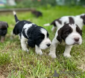 Zdjęcie №1. springer spaniel angielski - na sprzedaż w Námestovo | 5023zł | Zapowiedź №57517