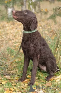 Zdjęcie №2 do zapowiedźy № 43429 na sprzedaż  curly coated retriever - wkupić się Federacja Rosyjska prywatne ogłoszenie