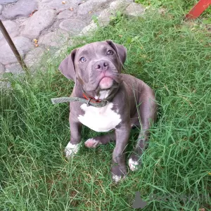 Zdjęcie №2 do zapowiedźy № 68934 na sprzedaż  american bully - wkupić się Federacja Rosyjska prywatne ogłoszenie