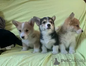 Zdjęcie №1. welsh corgi - na sprzedaż w Berlin | 718zł | Zapowiedź №129387