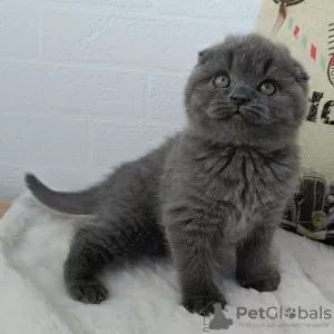 Zdjęcie №2 do zapowiedźy № 129835 na sprzedaż  scottish fold - wkupić się Niemcy 