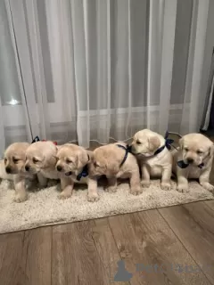 Dodatkowe zdjęcia: Labrador Retriever, piękne szczenięta