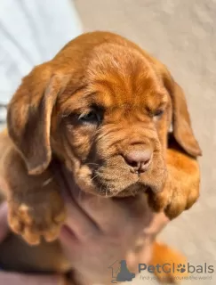 Dodatkowe zdjęcia: Dog de Bordeaux szczenięta