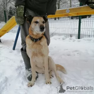 Dodatkowe zdjęcia: Nelson szuka domu!