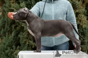 Zdjęcie №1. american bully - na sprzedaż w Krasnodar | negocjowane | Zapowiedź №87117