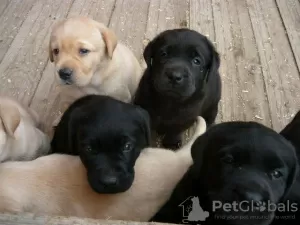 Zdjęcie №1. labrador retriever - na sprzedaż w Berlin | Bezpłatny | Zapowiedź №126737