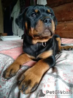 Zdjęcie №1. rottweiler - na sprzedaż w Rezekne | negocjowane | Zapowiedź №100929