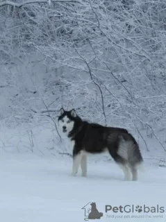 Dodatkowe zdjęcia: Szczenięta Husky