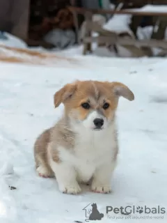 Dodatkowe zdjęcia: Szczenięta Pembroke Welsh Corgi