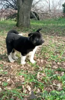 Dodatkowe zdjęcia: Akita amerykańska