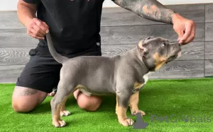 Dodatkowe zdjęcia: American Bully Pocket szczenięta