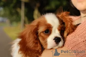 Zdjęcie №2 do zapowiedźy № 50678 na sprzedaż  cavalier king charles spaniel - wkupić się Federacja Rosyjska hodowca