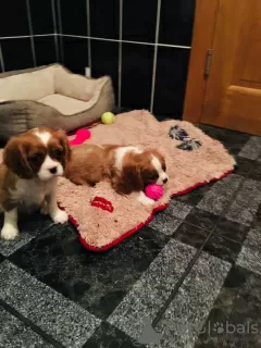 Zdjęcie №1. cavalier king charles spaniel - na sprzedaż w Zvornik | 2511zł | Zapowiedź №85912