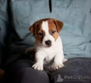 Zdjęcie №2 do zapowiedźy № 127911 na sprzedaż  jack russell terrier - wkupić się Finlandia hodowca