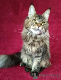 Dodatkowe zdjęcia: Maine Coon. Młody kot do hodowli.