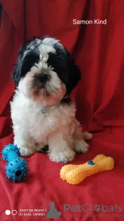 Zdjęcie №3. Chłopiec Shih Tzu. Ukraina