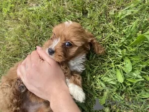 Dodatkowe zdjęcia: Cavapoo Cavadoodle