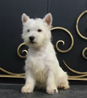 Dodatkowe zdjęcia: szczeniak west highland white terrier z Interchampiona