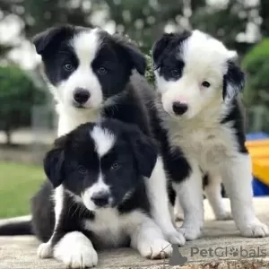 Zdjęcie №1. border collie - na sprzedaż w Berlin | Bezpłatny | Zapowiedź №90405