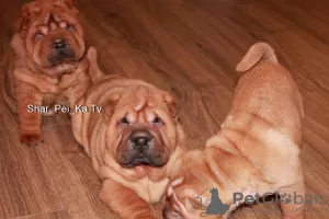 Dodatkowe zdjęcia: Szczenięta Shar Pei