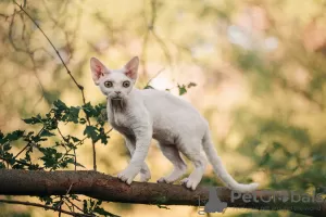 Zdjęcie №3. devon rex. Federacja Rosyjska