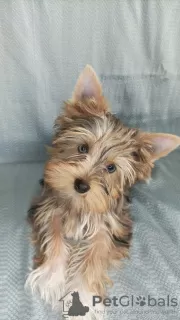 Zdjęcie №4. Sprzedam yorkshire terrier w Фёрде. prywatne ogłoszenie - cena - negocjowane