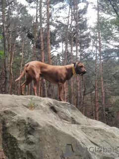 Zdjęcie №2 do zapowiedźy № 119744 na sprzedaż  rhodesian ridgeback - wkupić się Polska prywatne ogłoszenie, hodowca