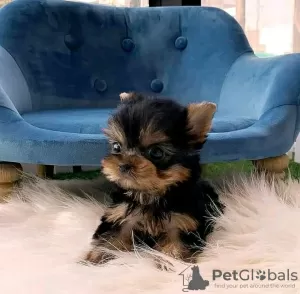 Zdjęcie №1. yorkshire terrier - na sprzedaż w Springfield | 1188zł | Zapowiedź №117689